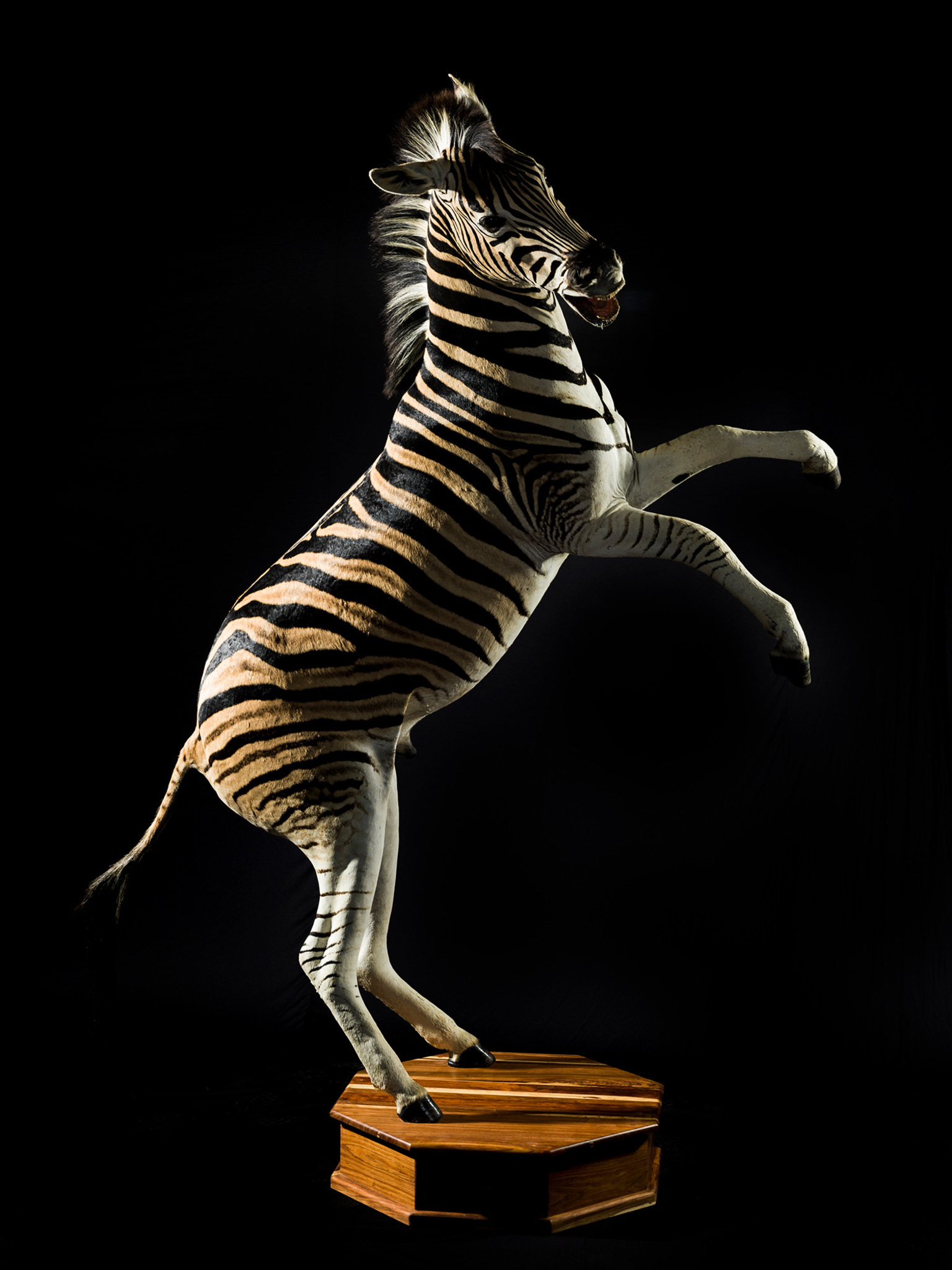 Zebra Full Mount Splitting Image Taxidermy